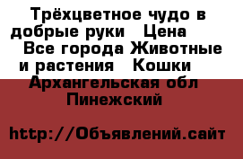 Трёхцветное чудо в добрые руки › Цена ­ 100 - Все города Животные и растения » Кошки   . Архангельская обл.,Пинежский 